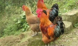 周公鸡爆料视频大全集,揭秘娱乐圈幕后真相